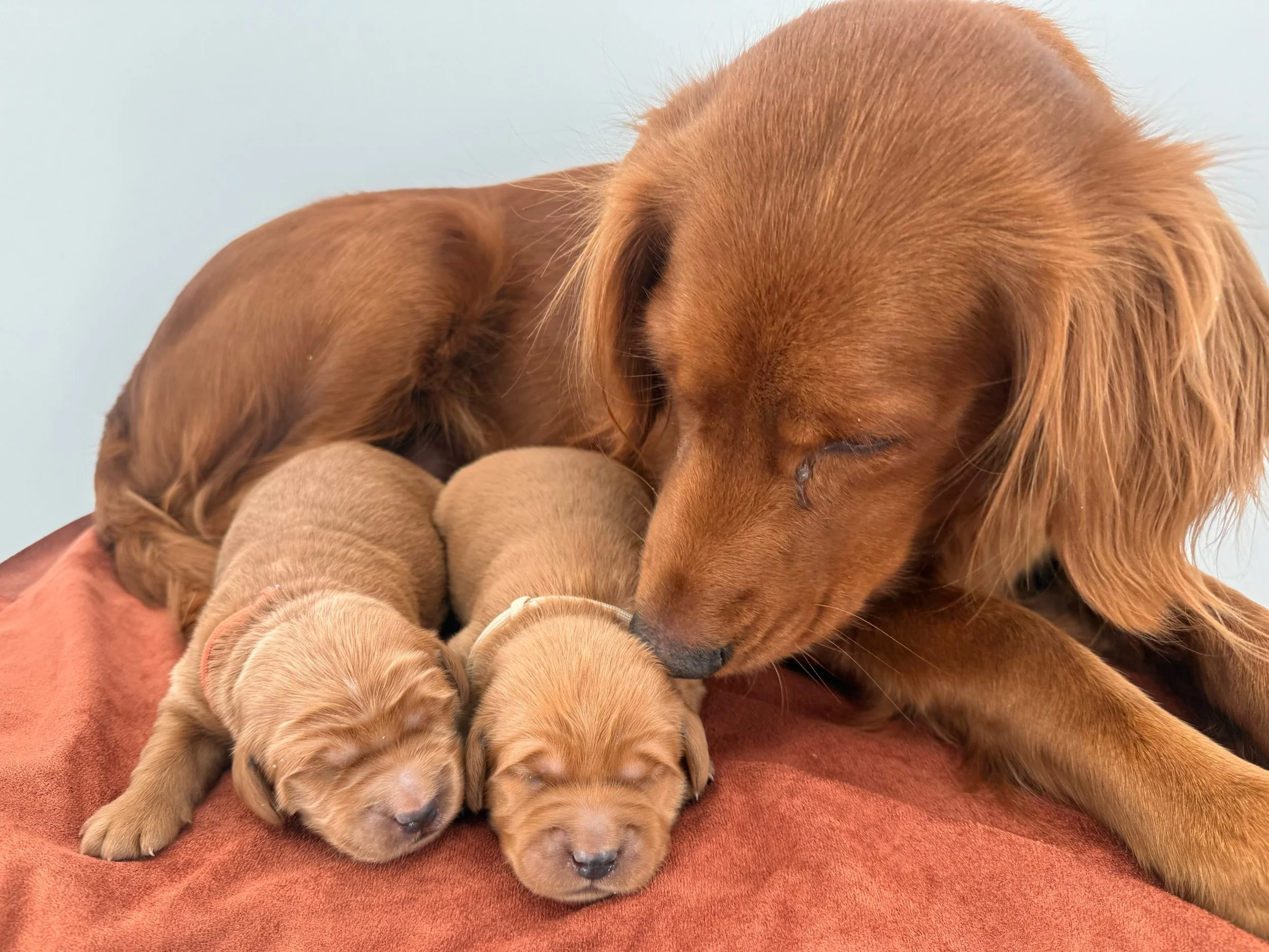 Taylormade mini golden retriever with available puppies