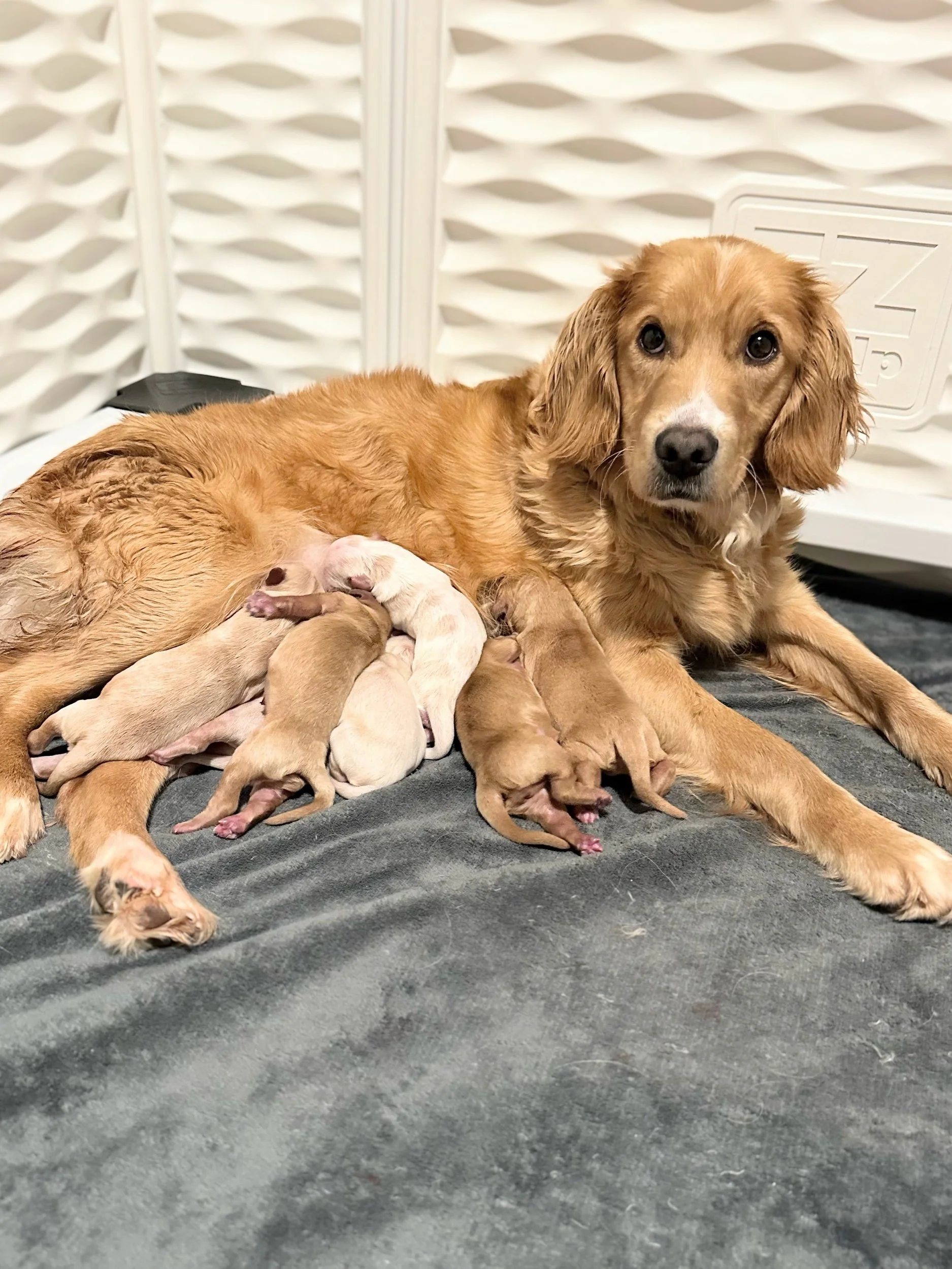 Blossom and her low shedding puppies