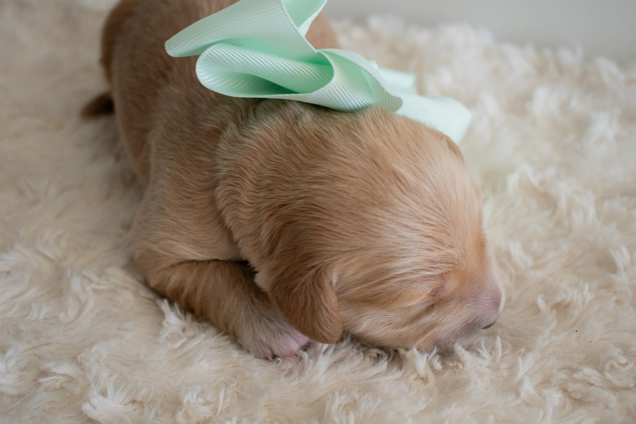 Frosty gold male 1 week old