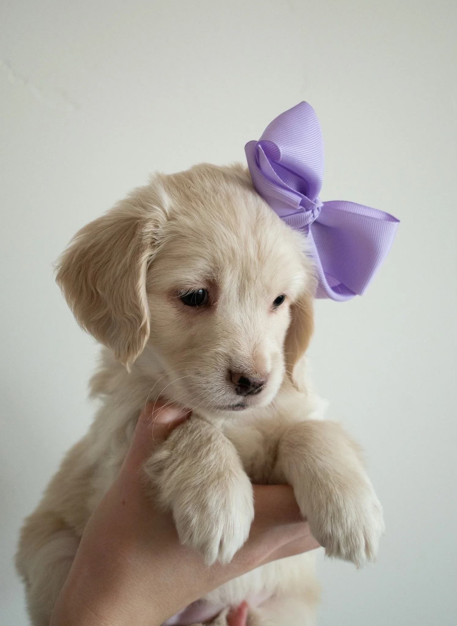 Stormy 6 weeks old