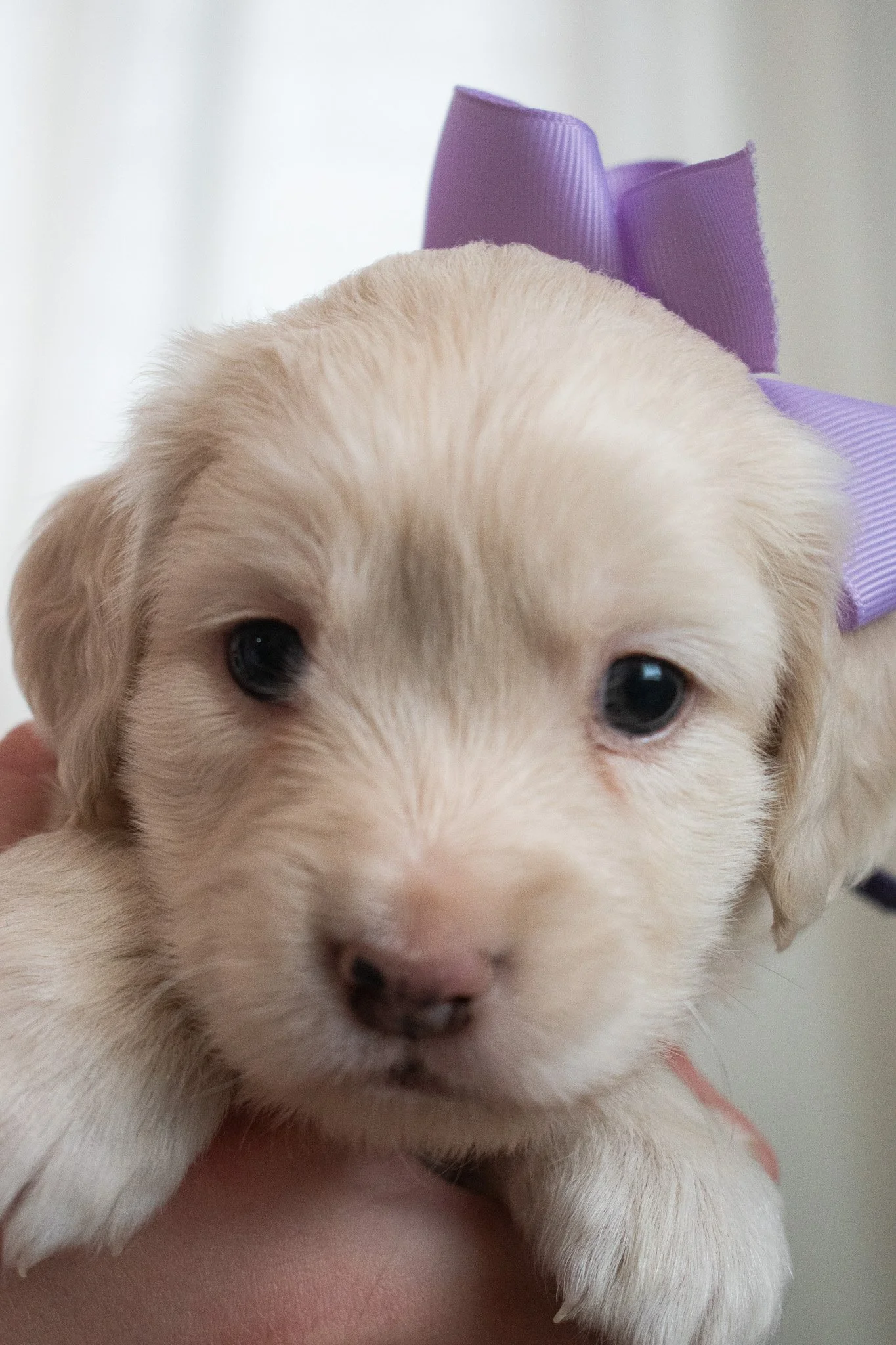  Stormy 4 weeks old