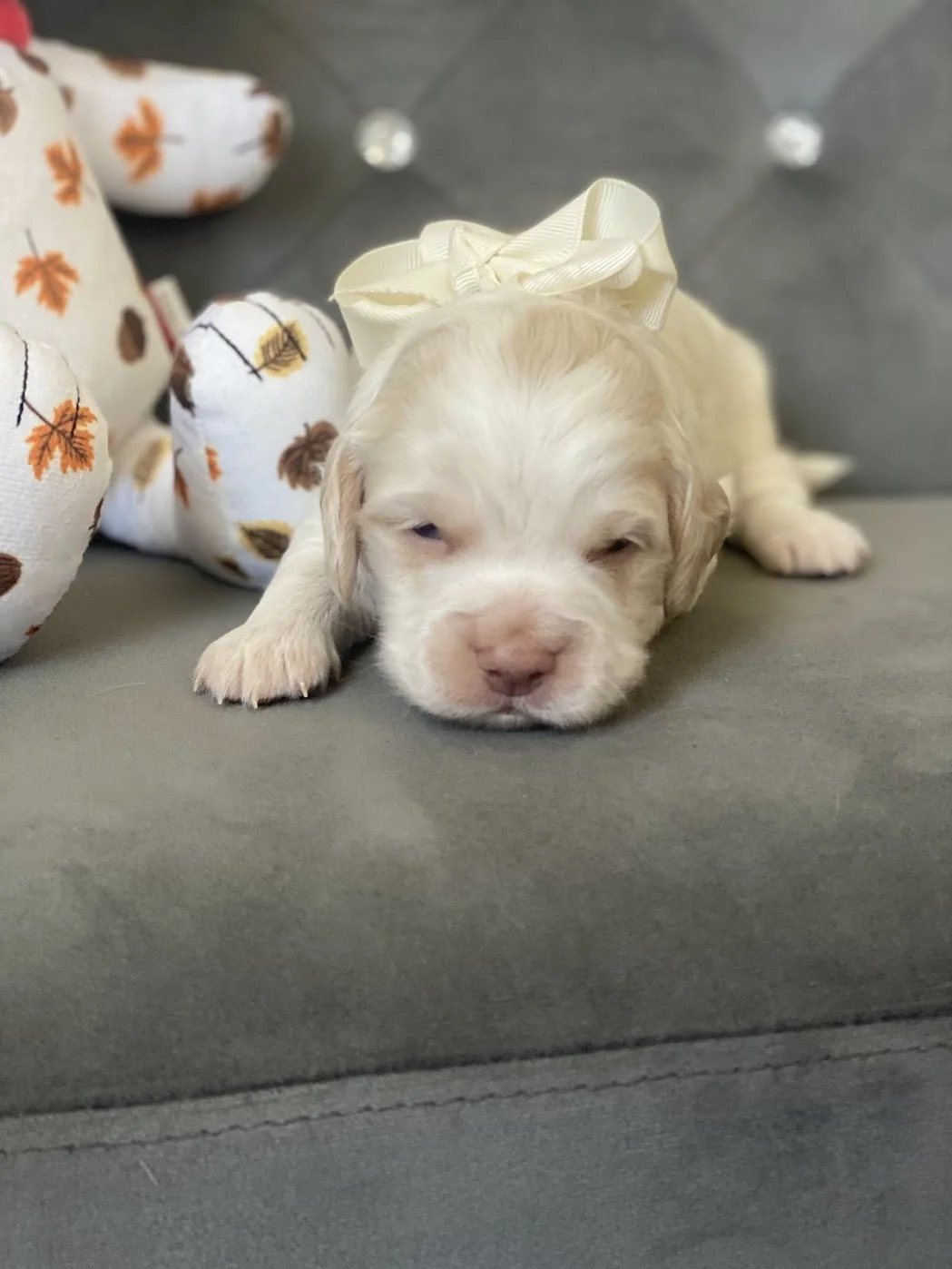 Snoopy - From Tansy and Ajax’s Snoopy litter