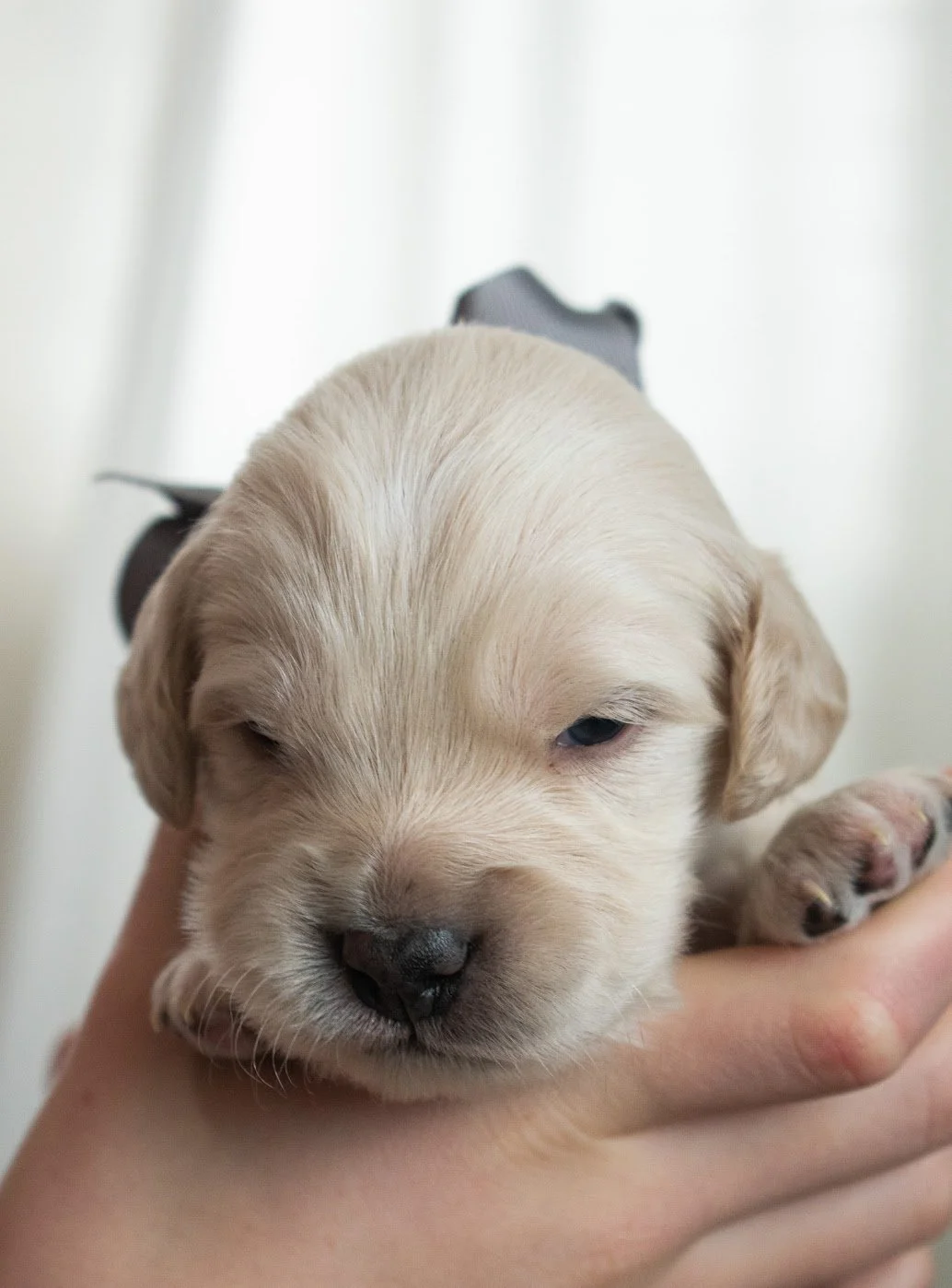 Breck 3 weeks old.jpg