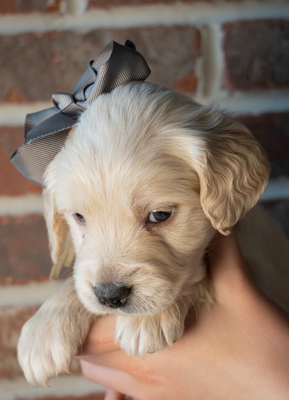 Breck 5 weeks old.jpg