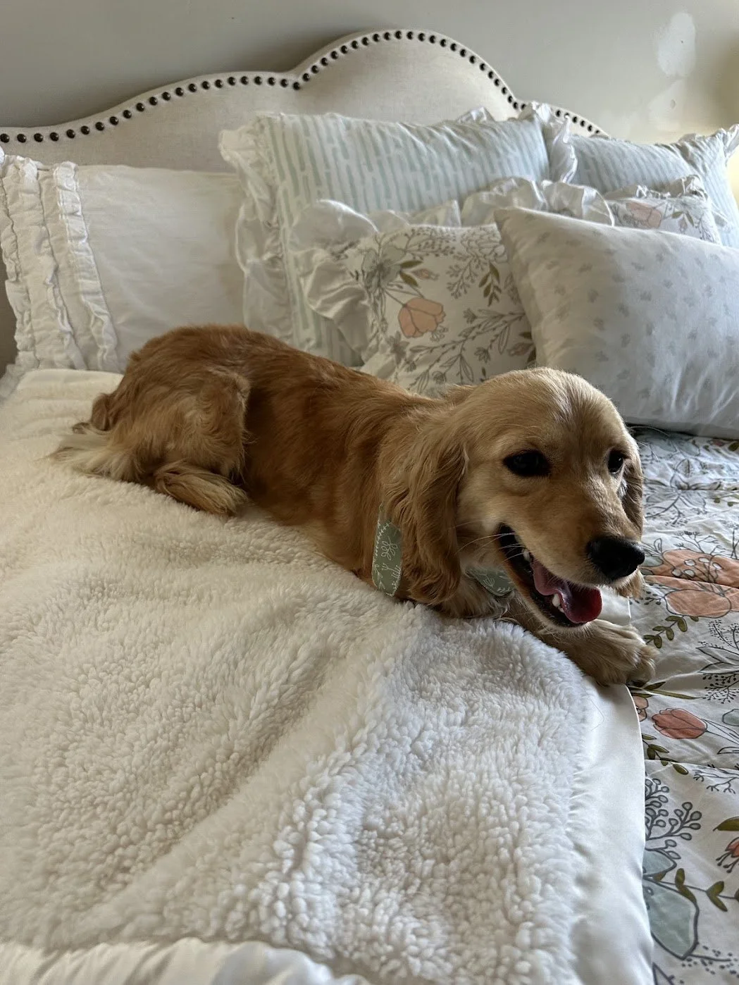 26 pound Golden Cocker Retriever