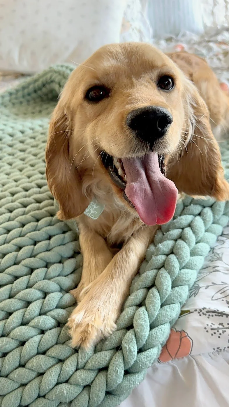 Happy Golden Cocker Retriever