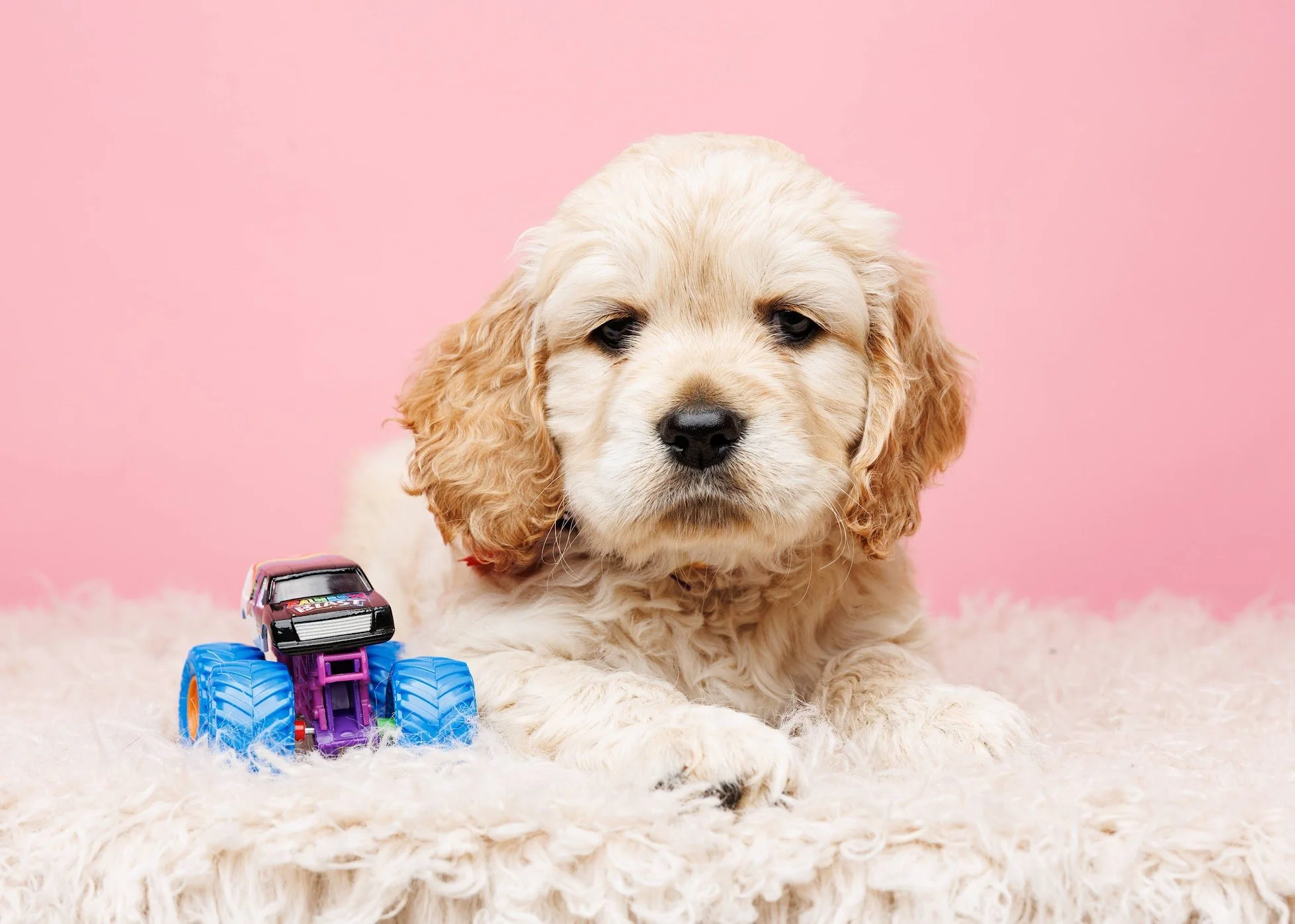 Twila from the Monster Truck litter