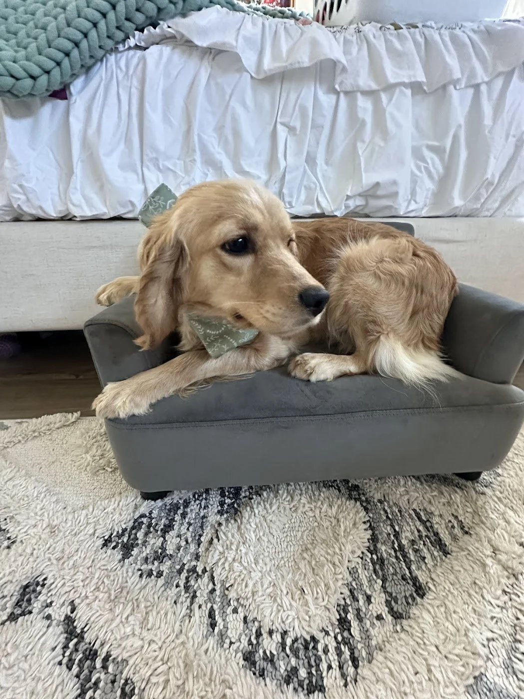 Tiny Twila Mini Golden Cocker Retriever.jpg
