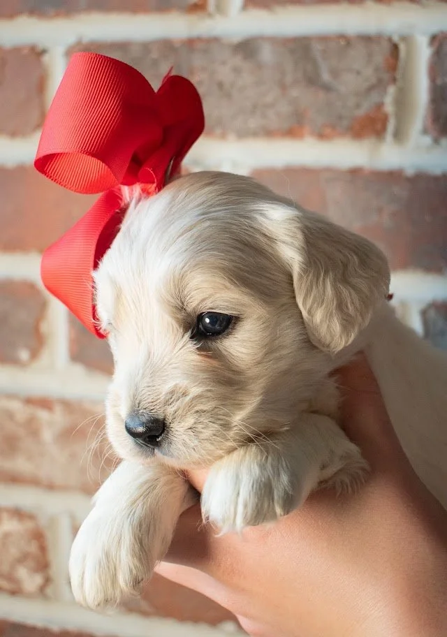 Billy with the red bow