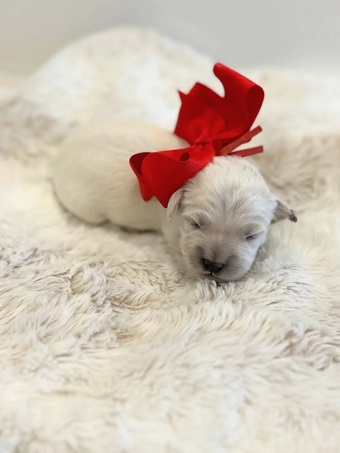 Baby Billy with the red bow