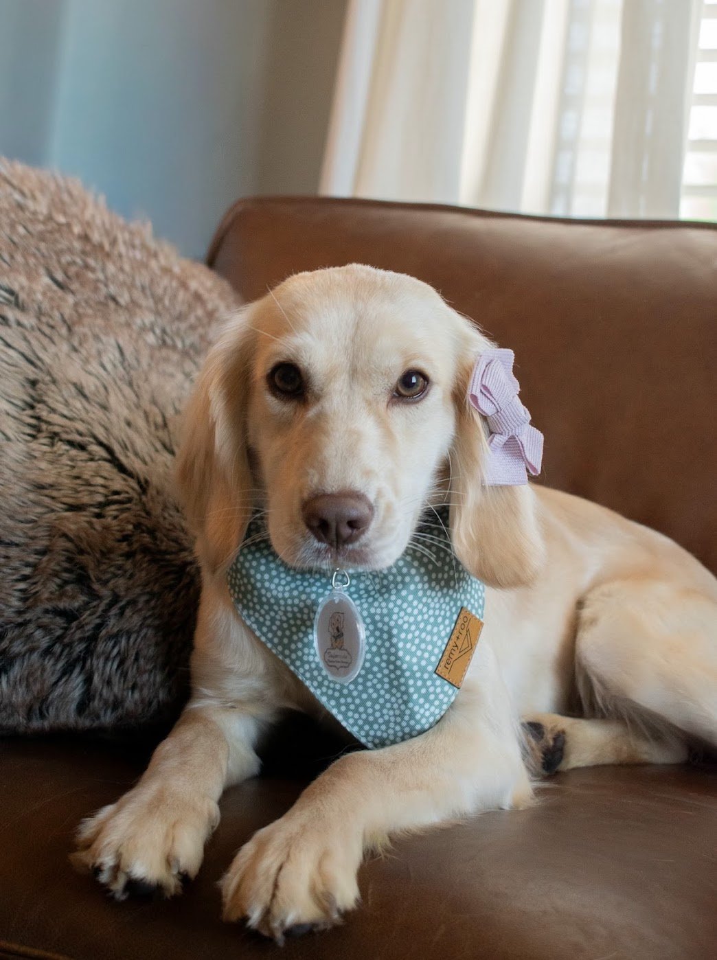 Nike light gold mini Golden Retriever