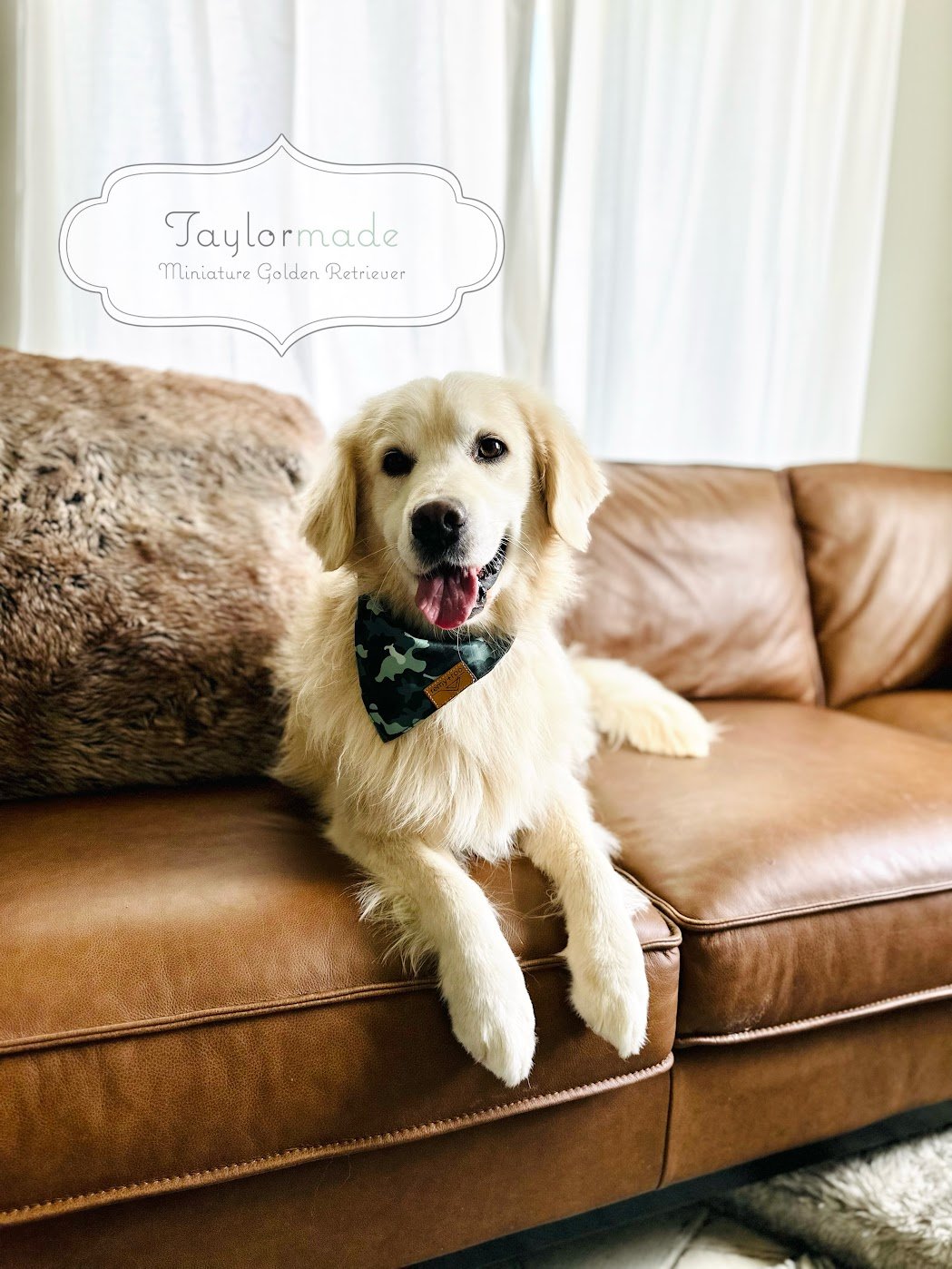 Do Mini Golden Retrievers Shed? A Groomer’s Real-World Perspective on Shedding &amp; Hypoallergenic Dogs