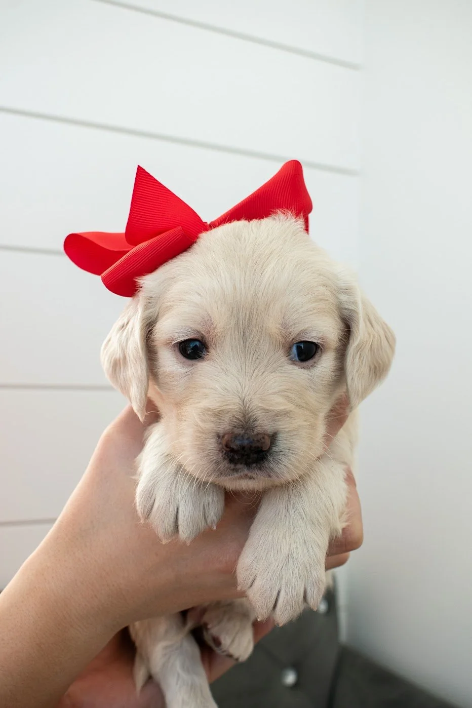 Maximus being held.jpg