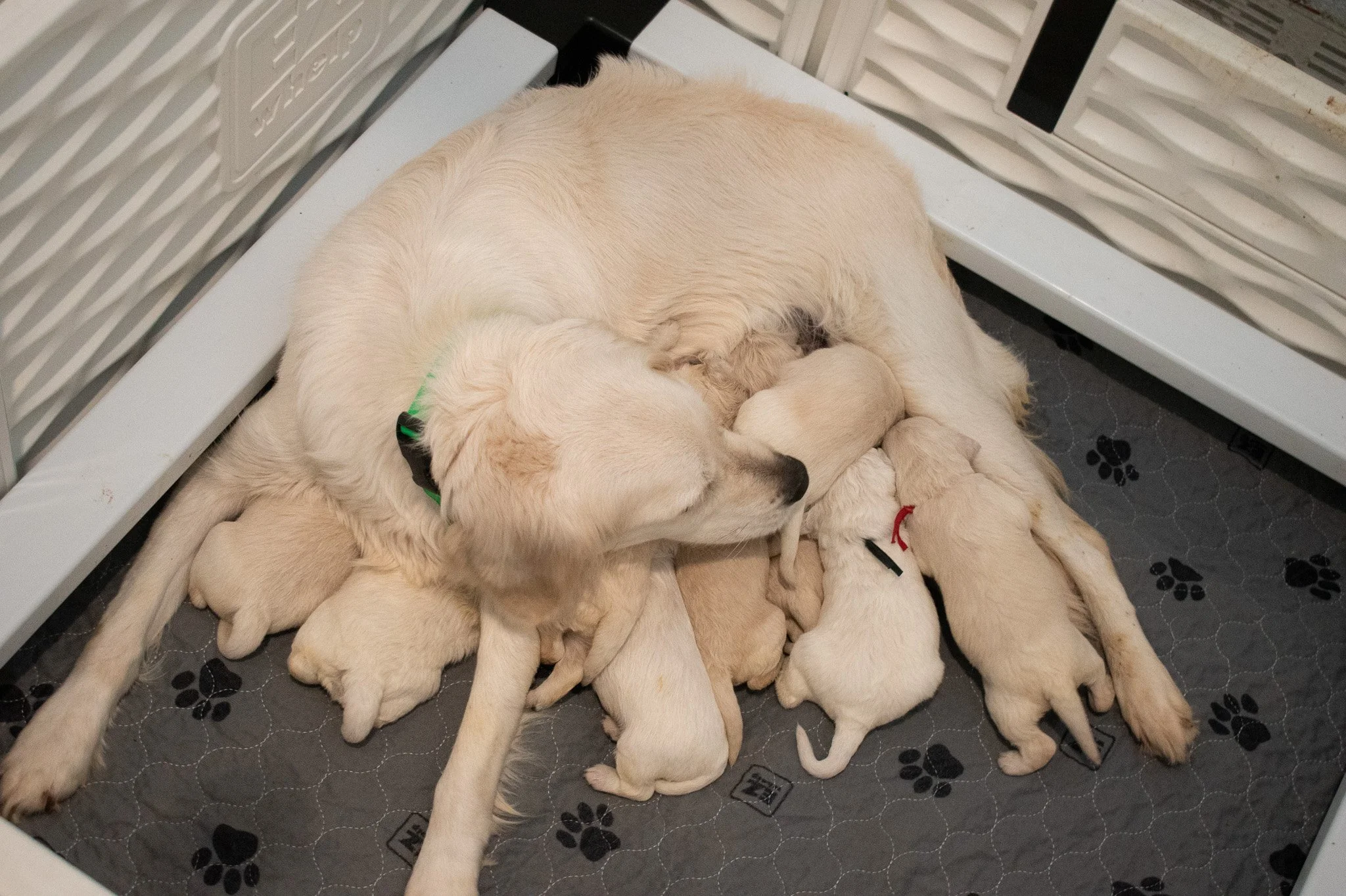 Maximus with his family.JPG