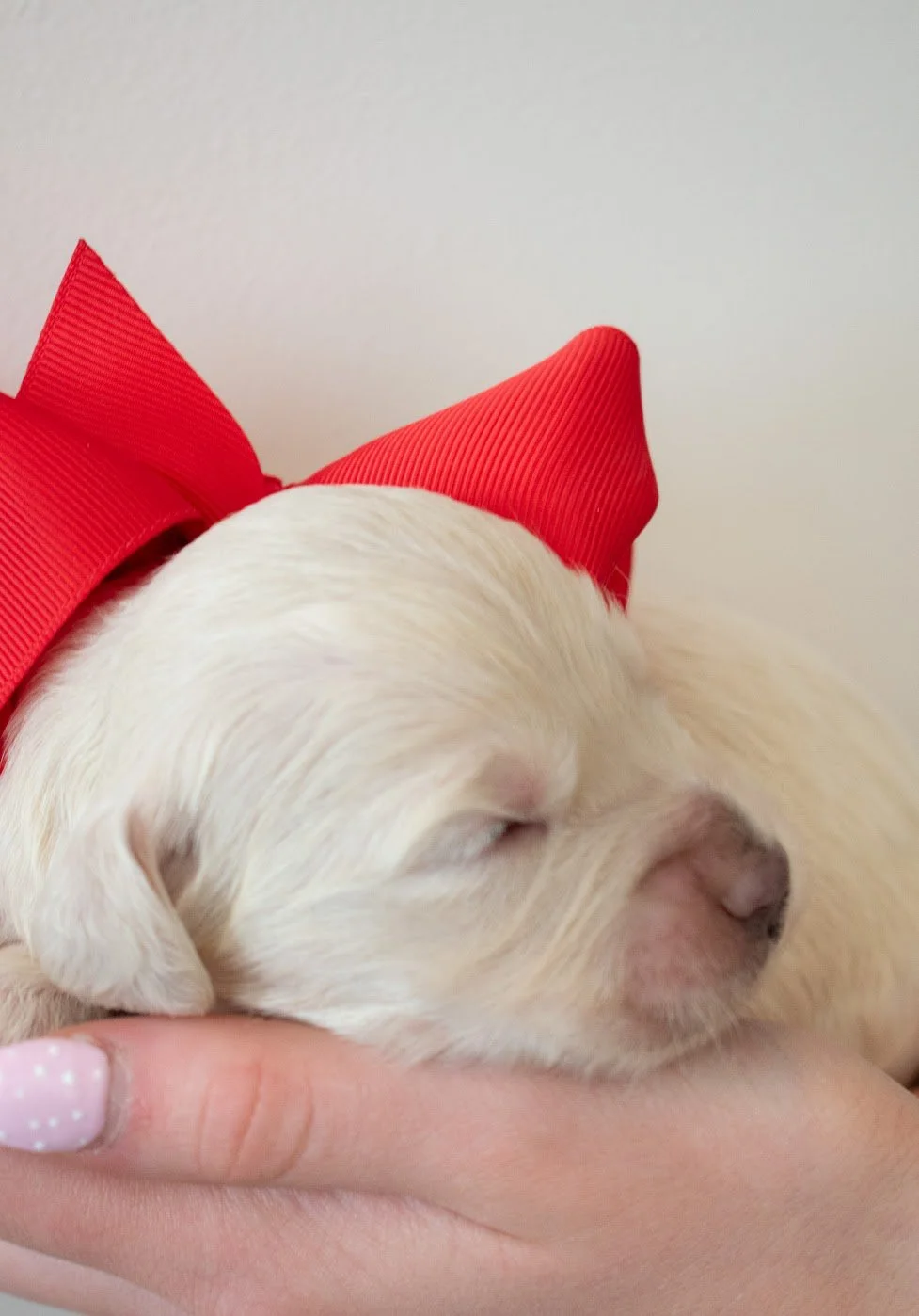 Maximus 2 weeks old.JPG