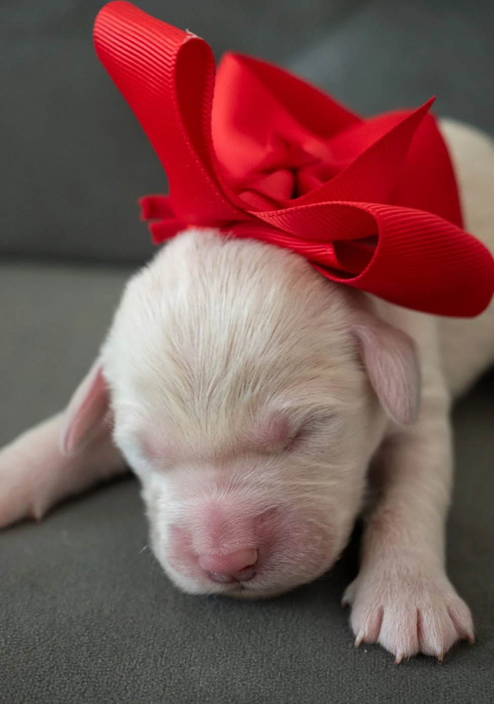 Maximus 1 week old.jpg