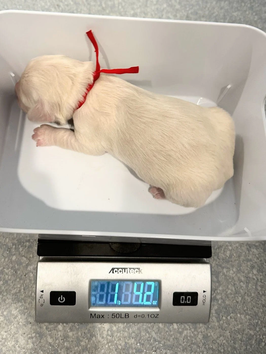 Maximus weight.jpg