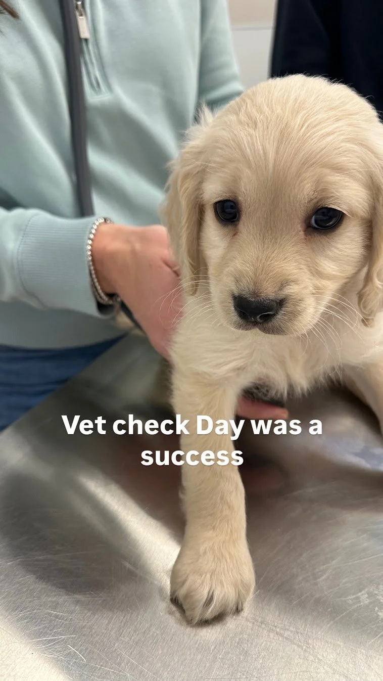 Vet check success.jpg