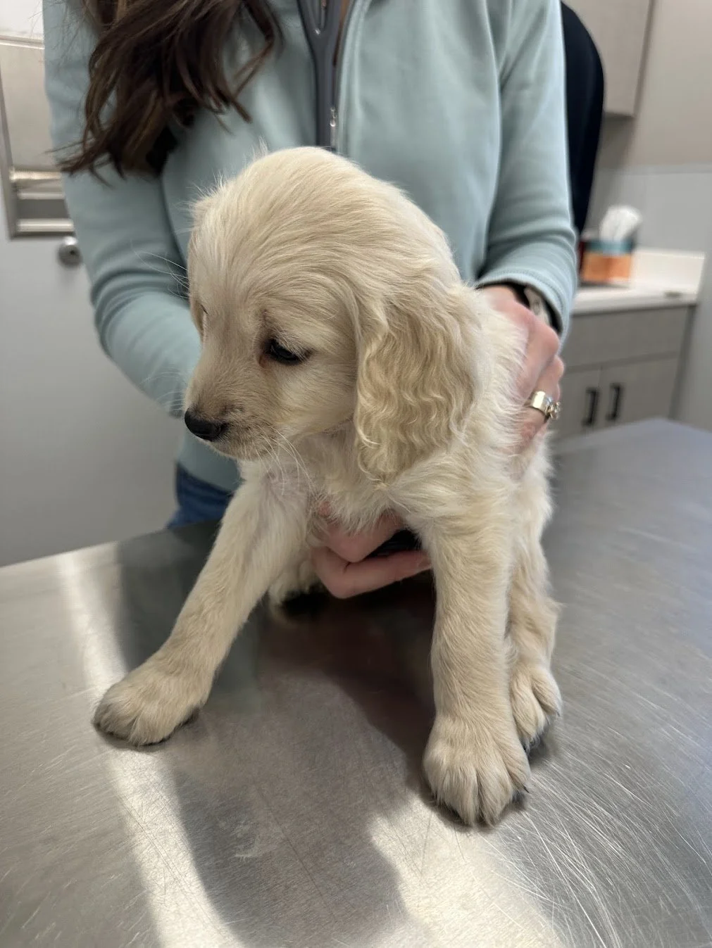 Teddy Vet check up.jpg