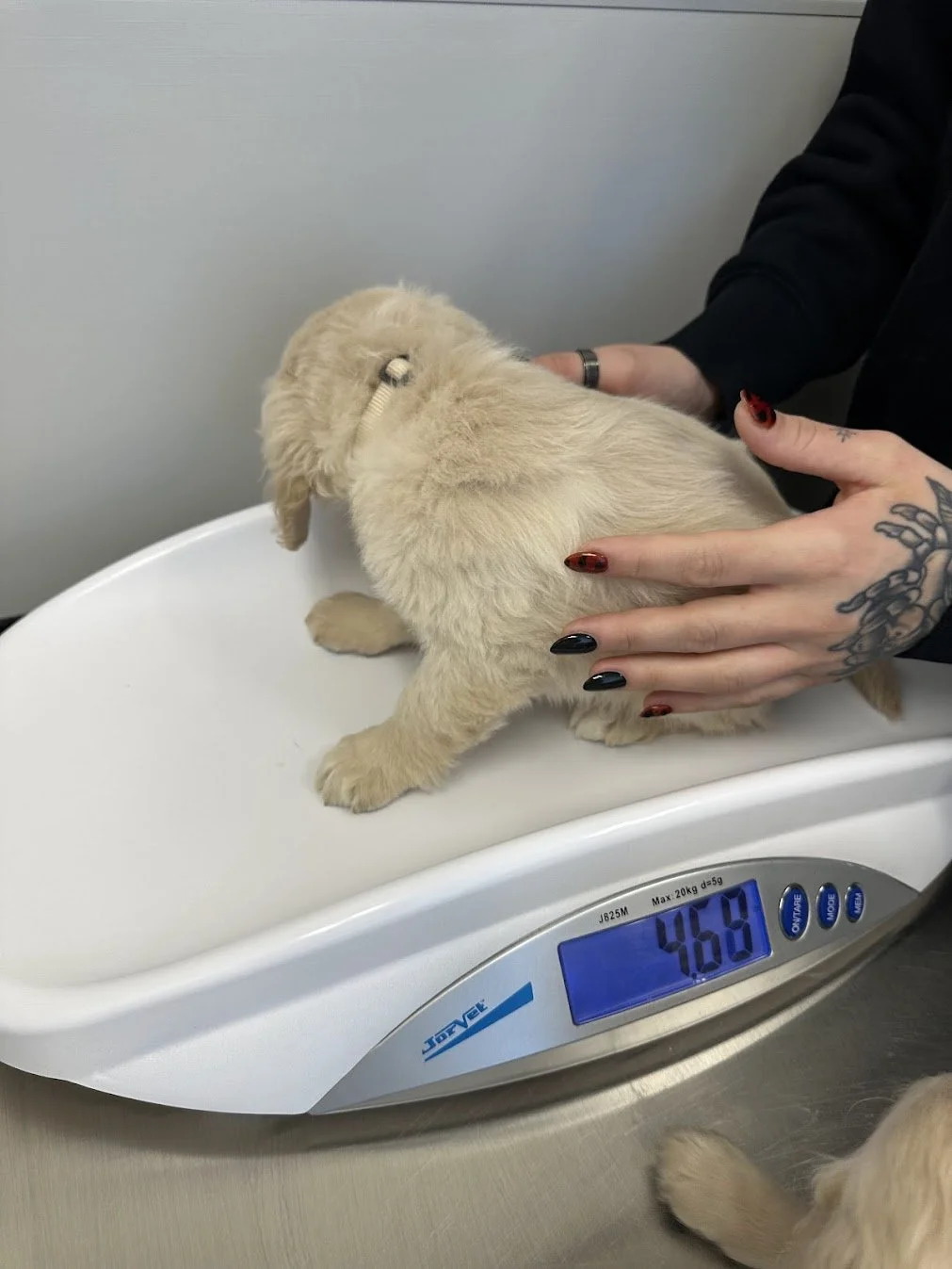 Teddy Weight check.jpg