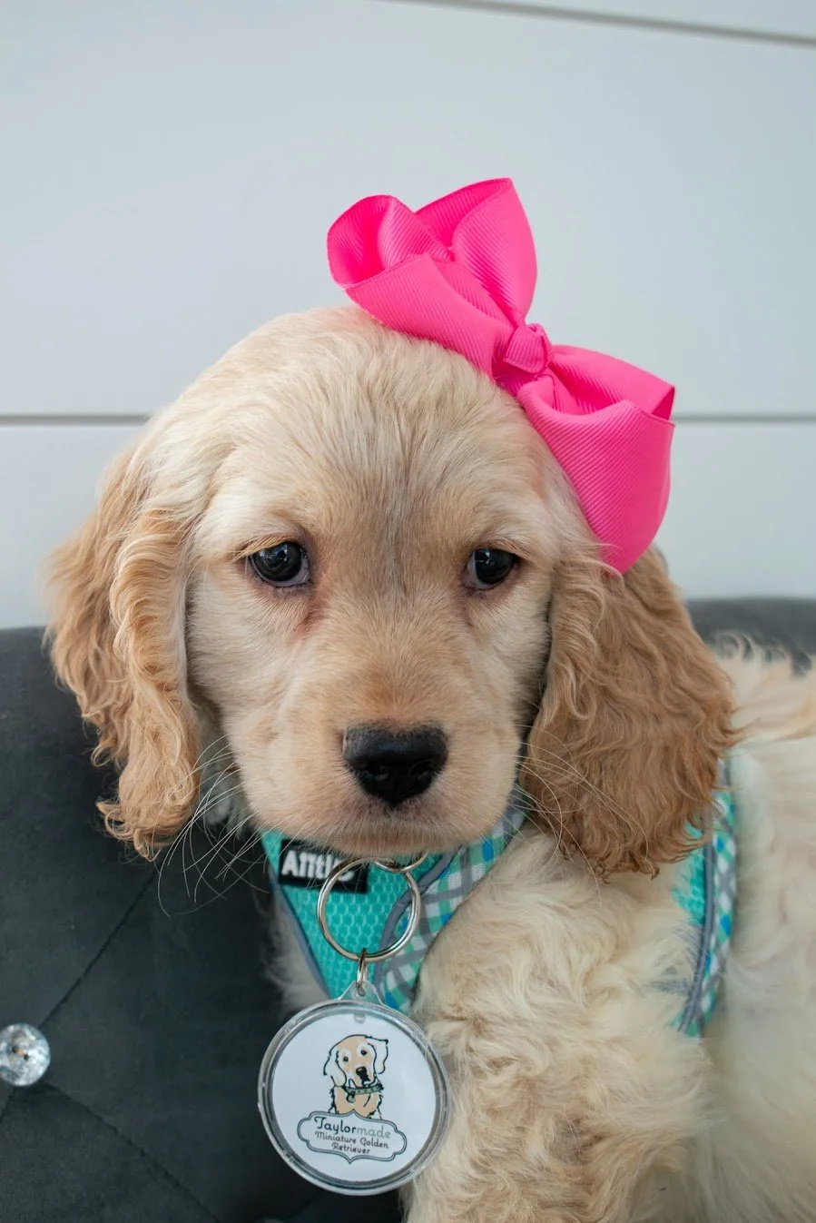 Mira 8 weeks odl.jpg