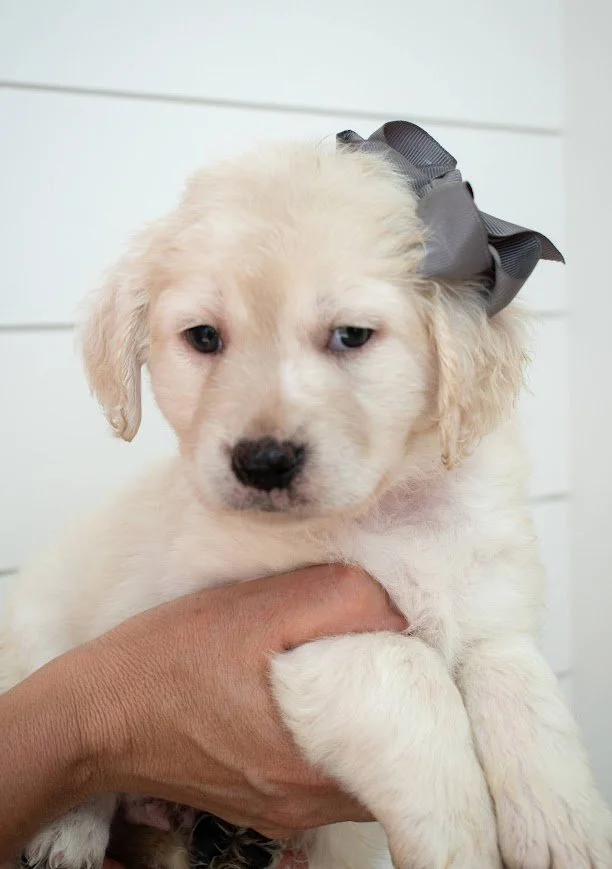 Small Golden Retriever