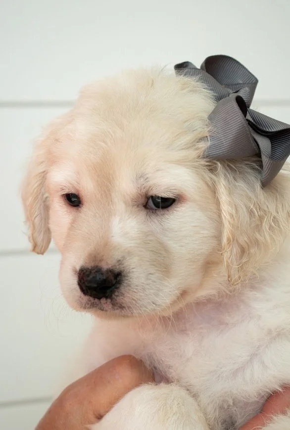 available Small Golden Retriever