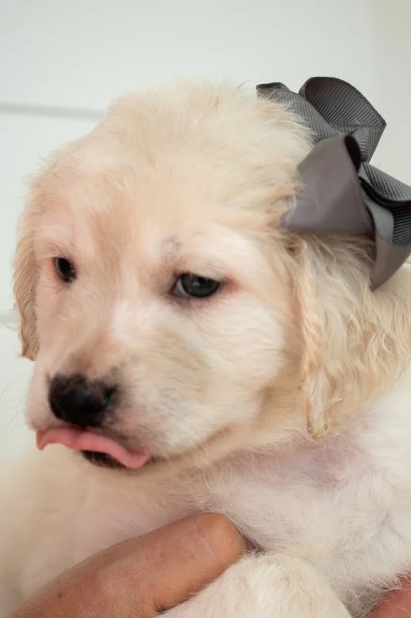 Happy small golden retriever