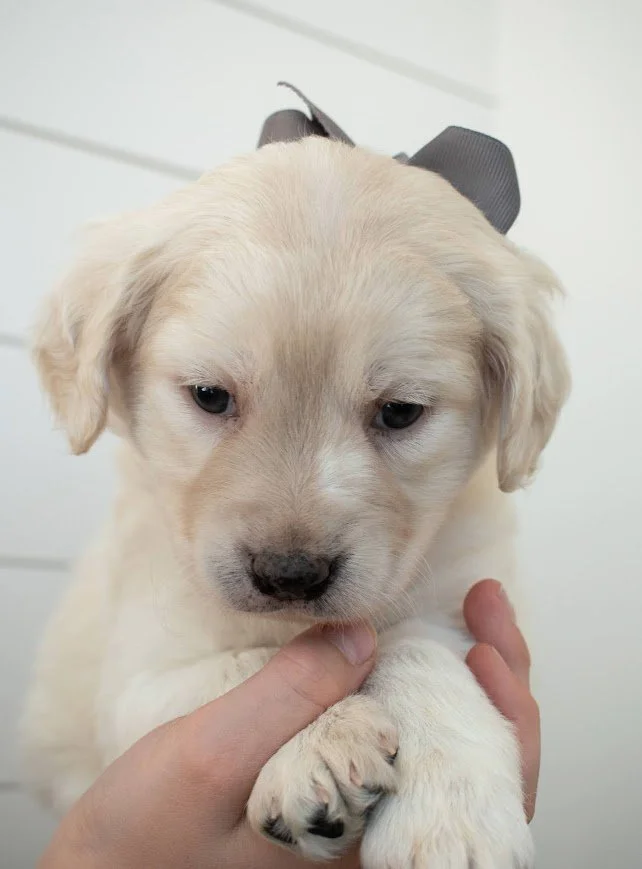 Small Golden Retriever Happy