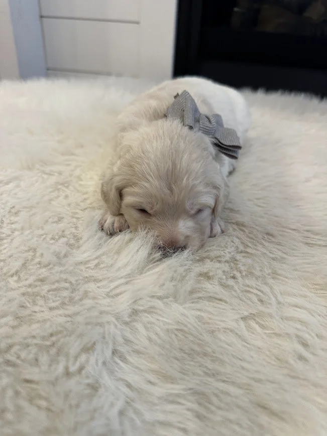 Happy Small Golden Retriever