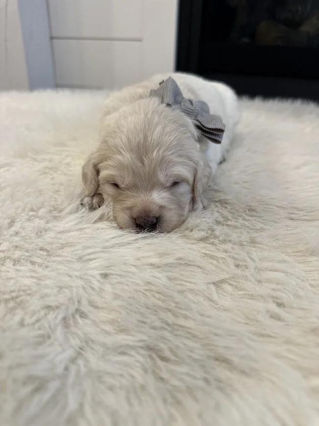 Happy just 2 weeks old