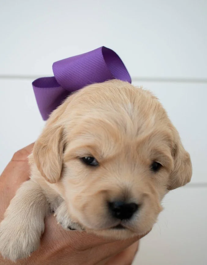 Purple Bow