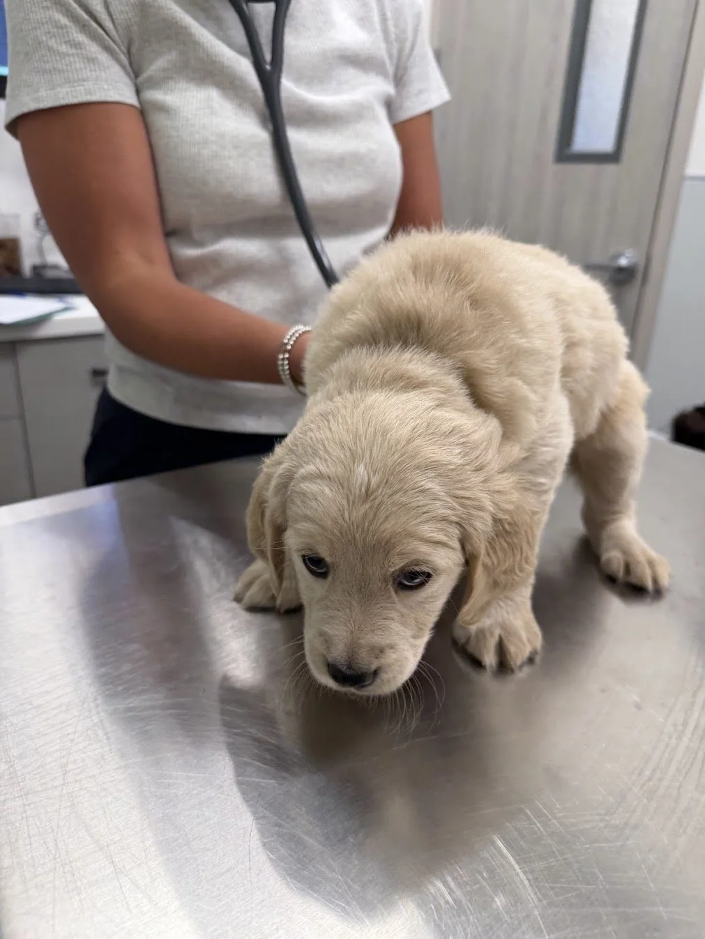 Shamrock checkup.jpg