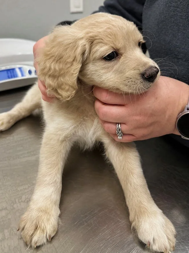 Kind 7 week vet check.jpg