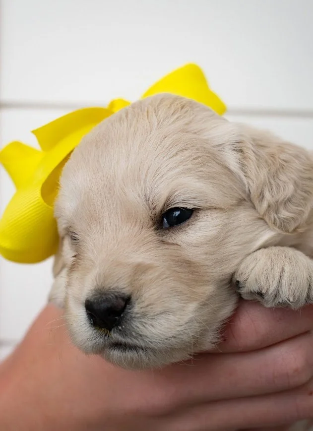 Lexus 3 weeks.jpg