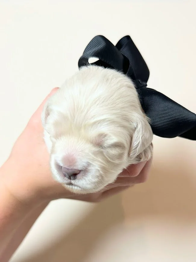 Audie 1 weeks.jpg