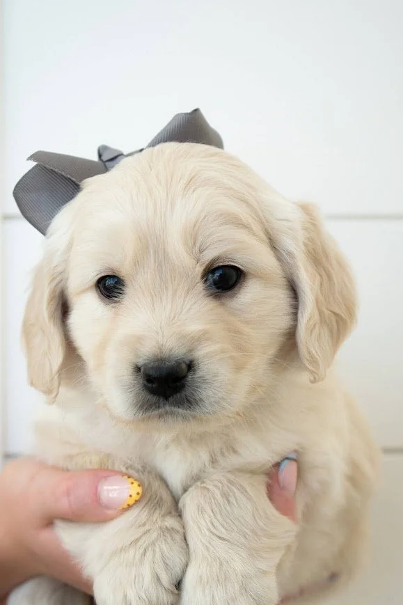 Sienna 5 weeks.jpg