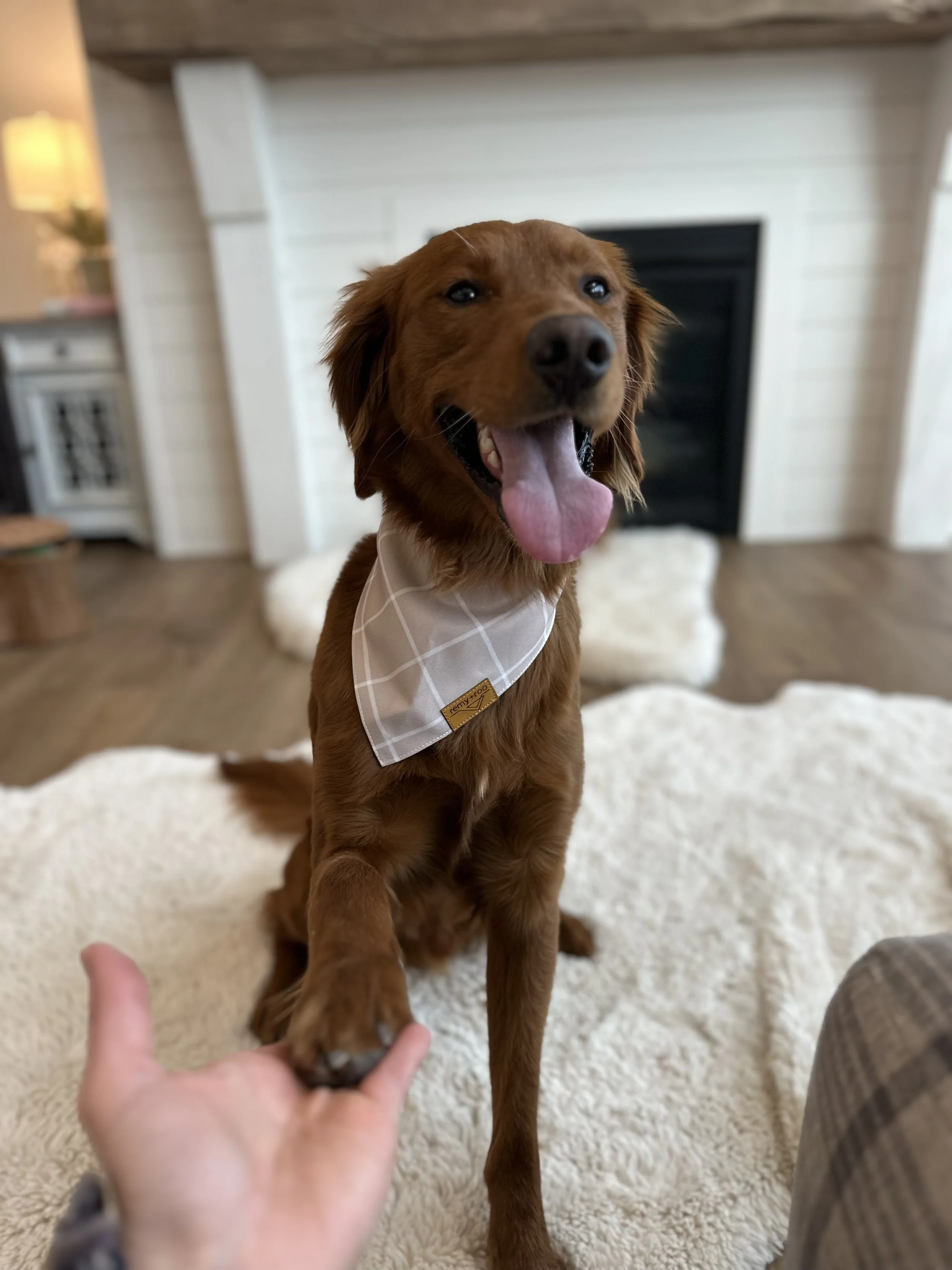 Romeo Therapy dog.jpeg