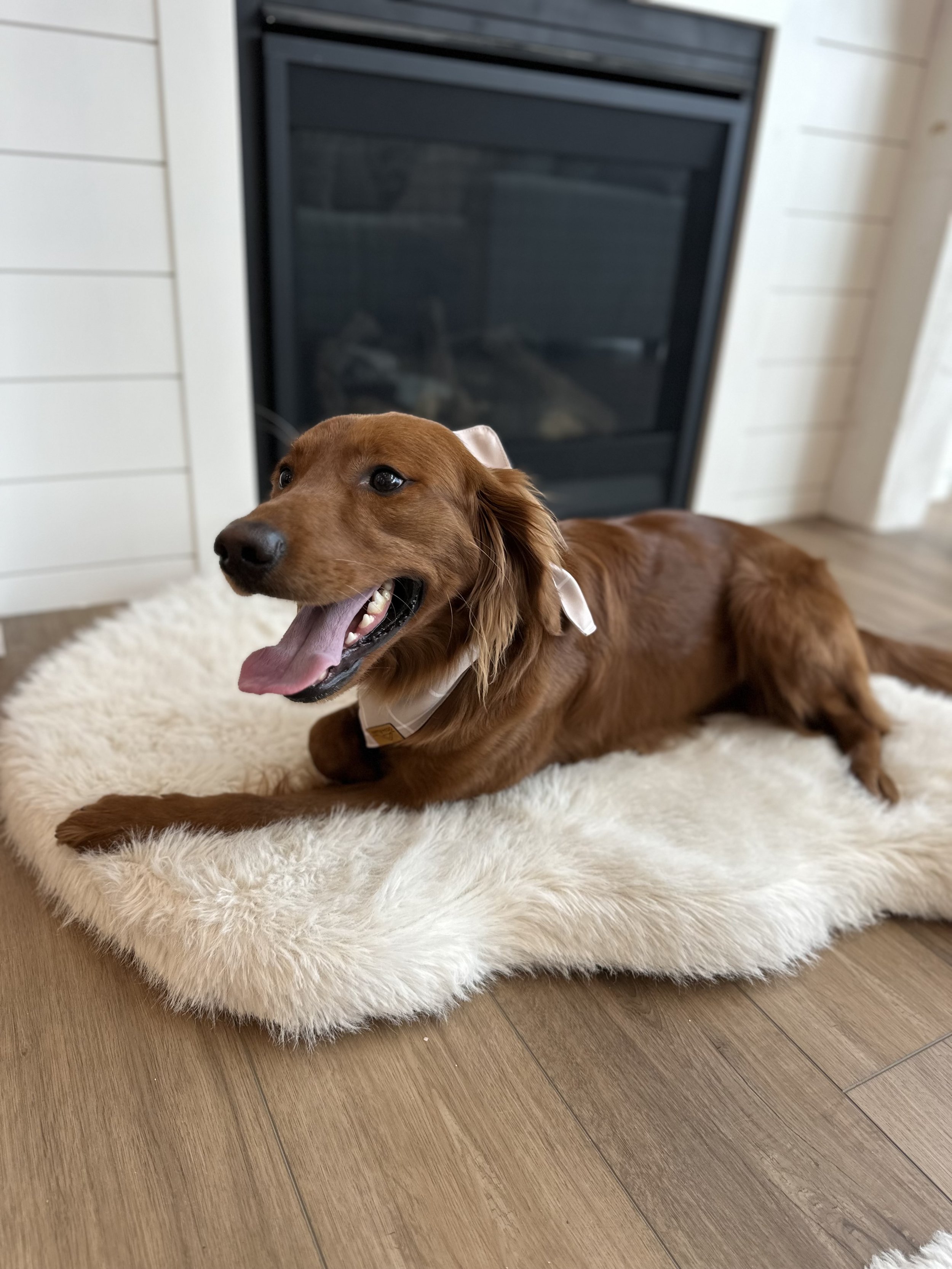 Low Shedding Golden Retriever