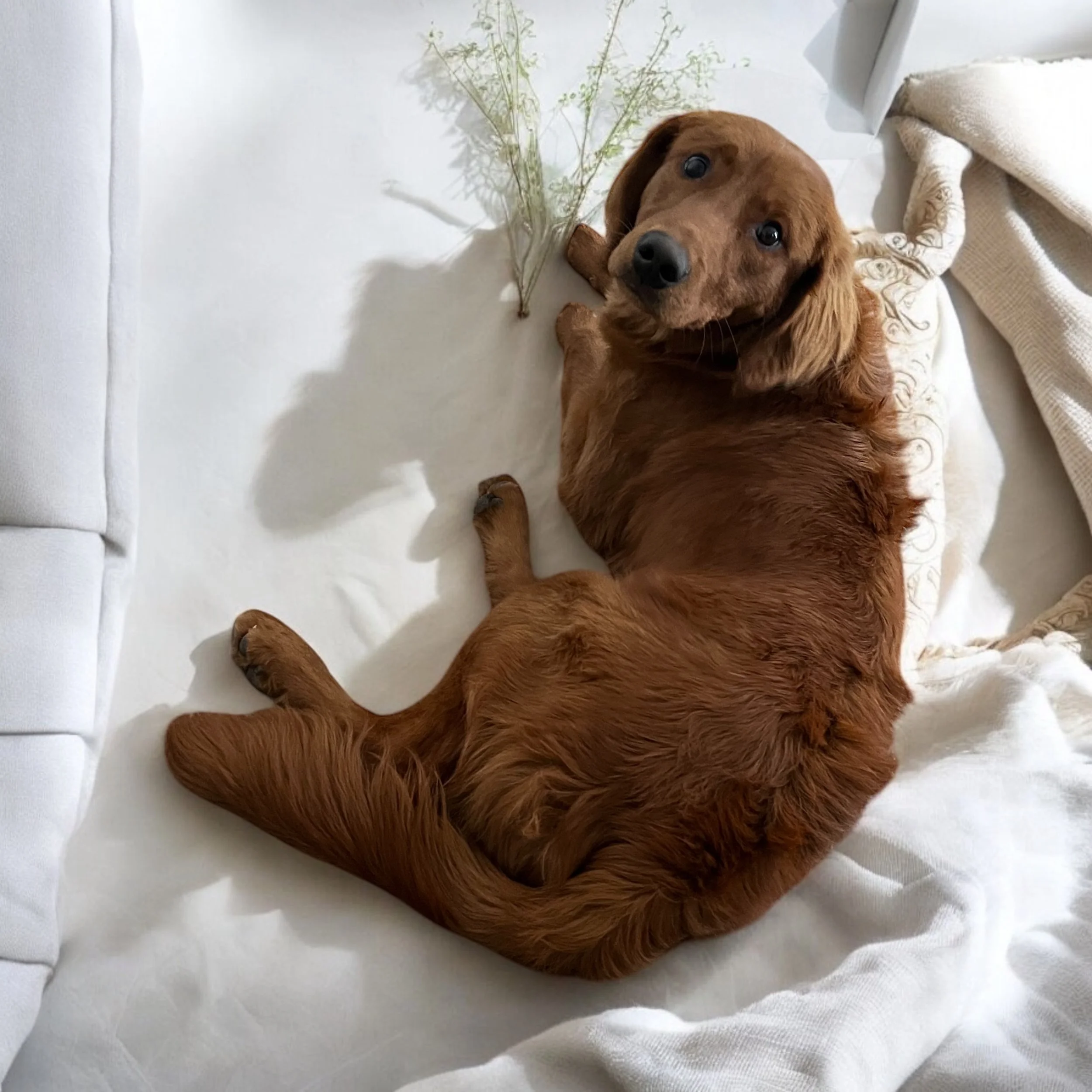 Romeo-Miniature-Golden-Retriever-sire.jpeg