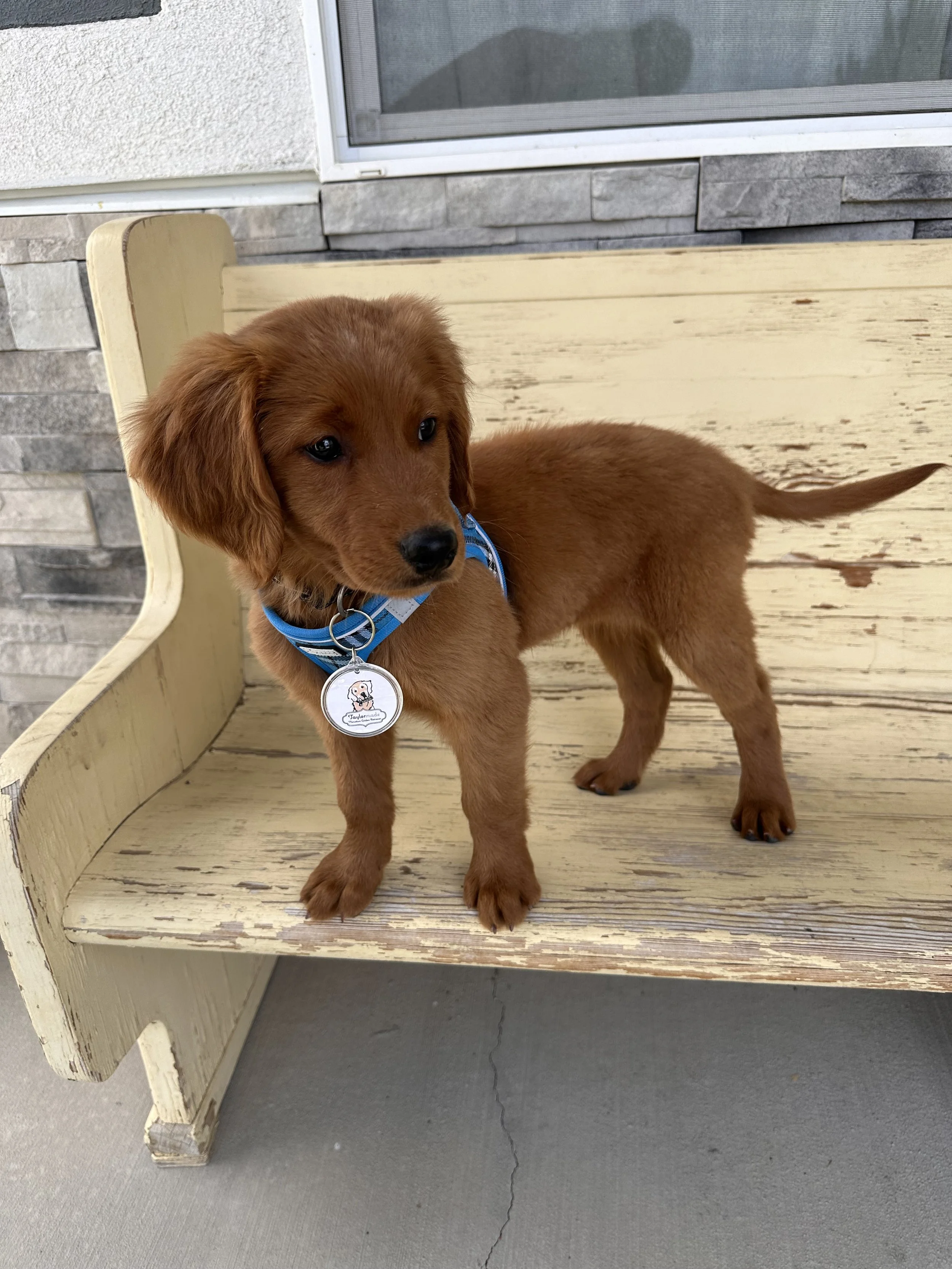 Romeo-Miniature-Golden-Retriever-puppy