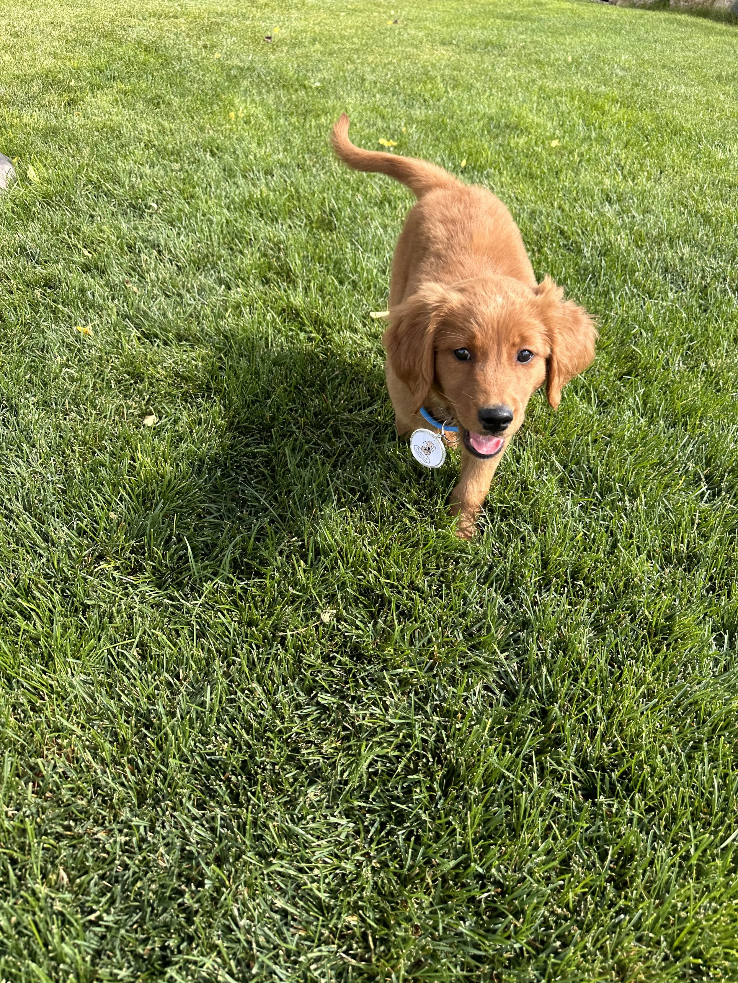 Romeo-red-miniature-golden-retriever-running-grass.jpg