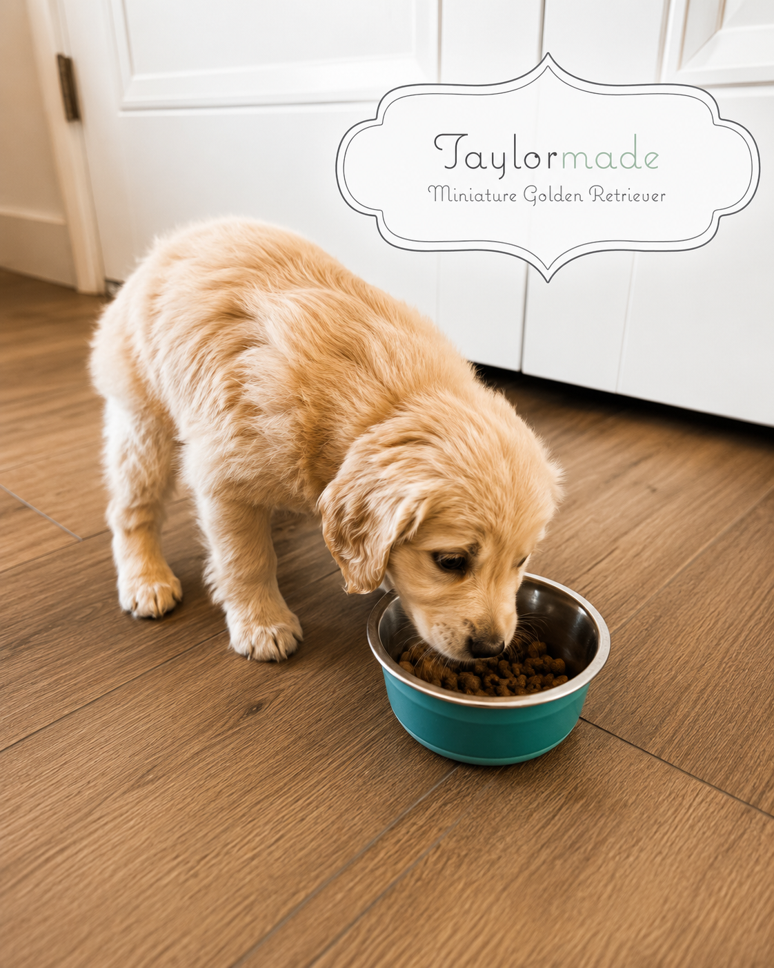 What We Feed Our Puppies: Puppy Nutrition &amp; Food Prep for the Best Start