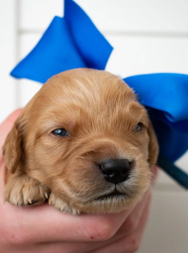 Axl 2 weeks.jpg