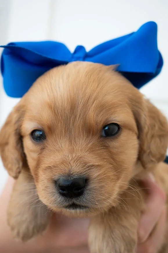Axl 4 weeks.jpg