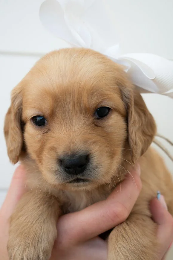 Gwen 4 weeks.jpg