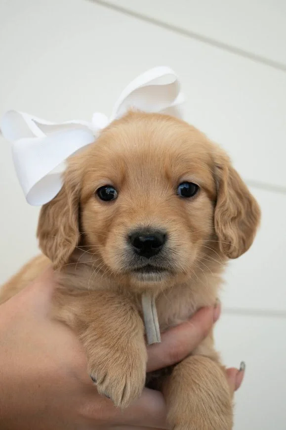 Gwen 5 weeks.jpg