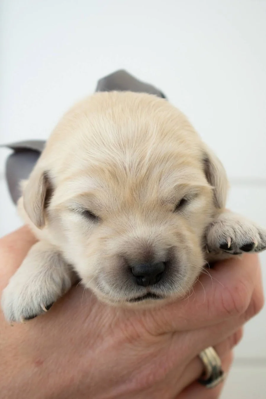Jasper 2 weeks old