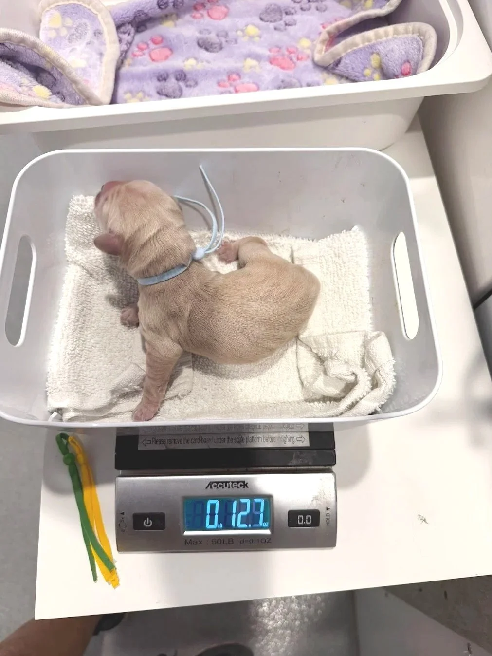 Jasper from oakley birth weight.jpg