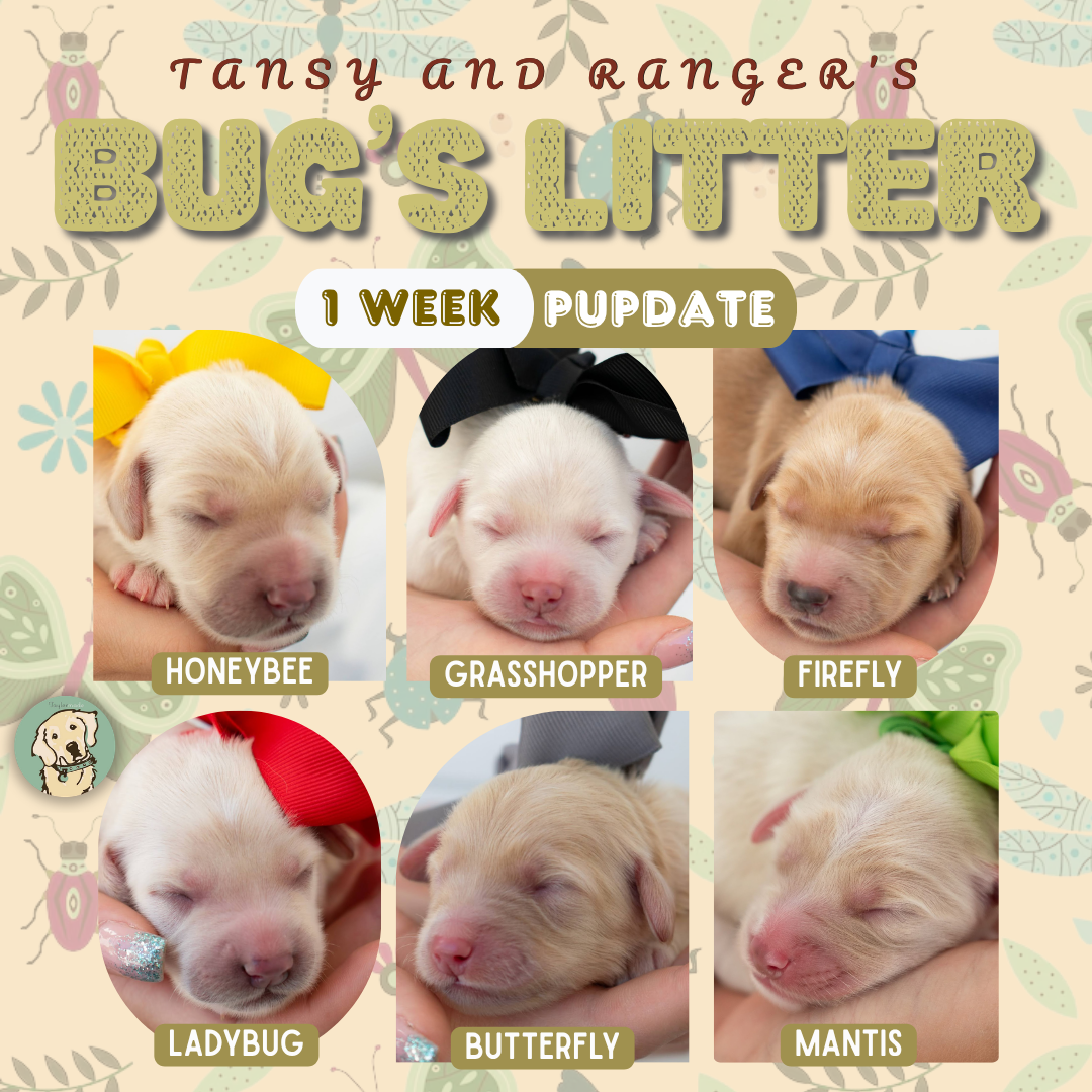 Tansy and Ranger week 1.png